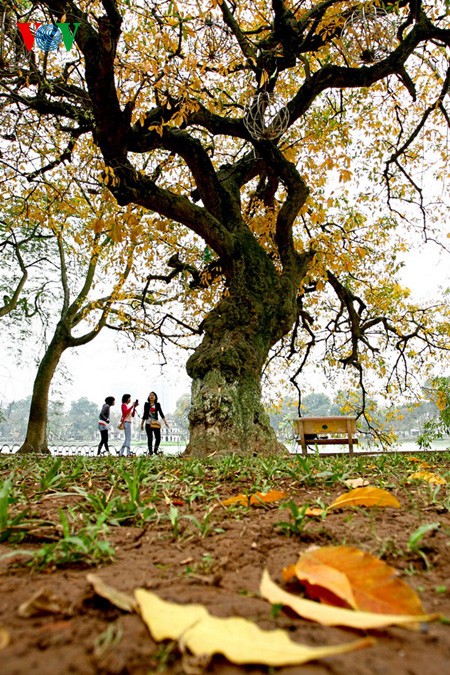The ancient lecythidaceae trees by Hoan Kiem lake are shedding their leaves   - ảnh 8